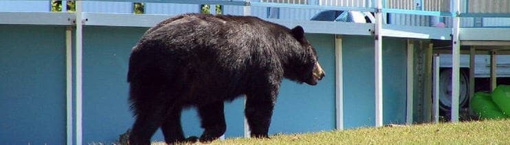 Ein Schwarzbär geht an einer menschlichen Siedlung im Osten der USA vorbei.
