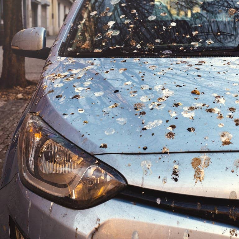 Ein Auto steht auf der Straße und hat auf dem Lack viel Vogelkot, den man mit einfachen Tipps entfernen kann.