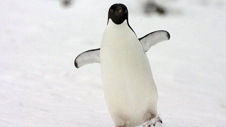 Die Tierdocs: Pinguin büxt aus
