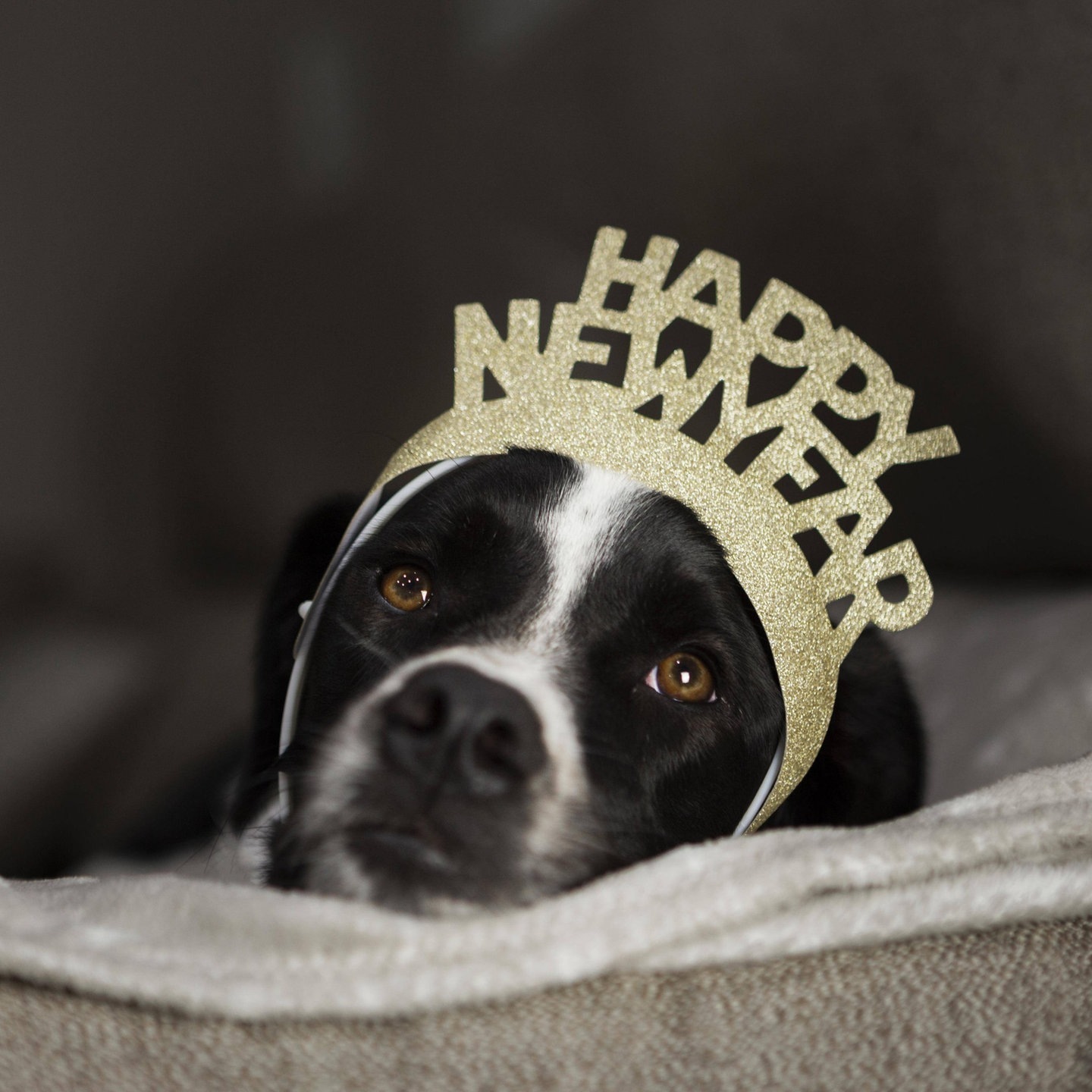 Hunde Mit Panik An Silvester Was Bringen Hotels Am Flughafen