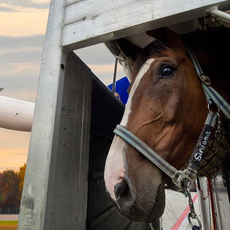 Ein Pferd guckt aus seiner Transportbox heraus, im Hintergrund fliegt ein Flugzeug der Fluggesellschaft Air Atlanta Icelandic. Montage: SWR
