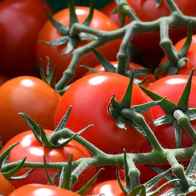 Tomaten in eine Gewächshaus – Eine Tomate auf der ISS war plötzlich einfach verschwunden. Daraufhin wurde Astronaut Frank Rubio verdächtigt, dass er sie heimlich gegessen hat. Jetzt ist sie wieder aufgetaucht.