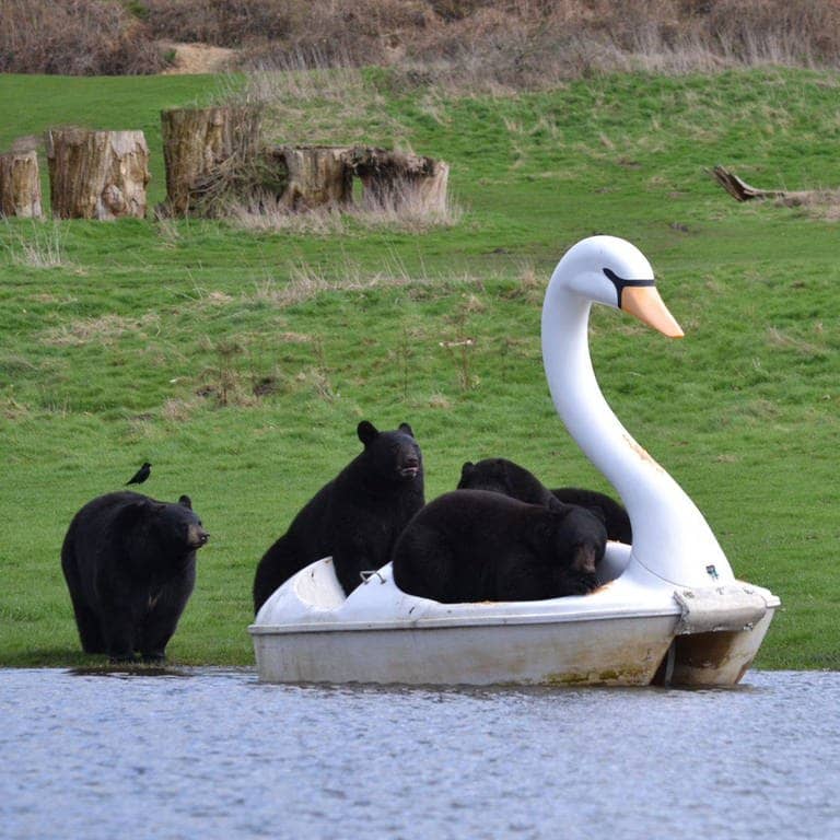 Schwarzbären sind im Safari-Park Woburn auf einem Schwan-Tretboot unterwegs