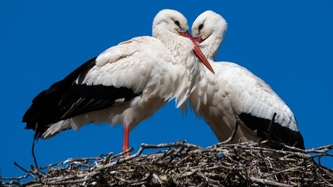 Storchenpaar auf einem Nest