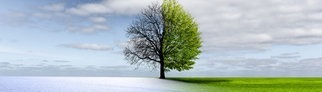 Baum im Winter und Sommer