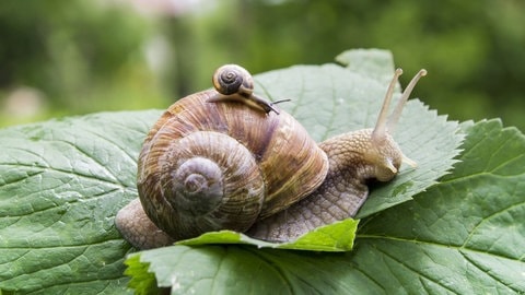 Große Schnecke auf einem Blatt mit kleiner Schnecke auf ihrem Haus