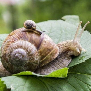 Große Schnecke auf einem Blatt mit kleiner Schnecke auf ihrem Haus