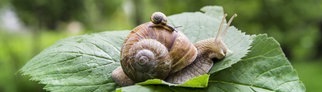 Große Schnecke auf einem Blatt mit kleiner Schnecke auf ihrem Haus