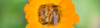 Bienen ruhen auf einer Ringelblume