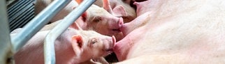 Ferkel trinken Milch bei ihrer Schweinemutter 