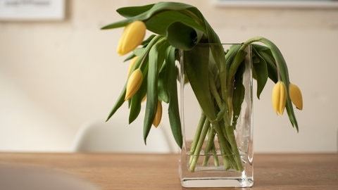 Tulpen in der Vase lassen den Kopf hängen