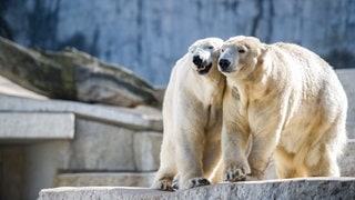 Schönes Wetter im Zoo in Karlsruhe. Zwei Eisbären genießen die Sonnenstrahlen.