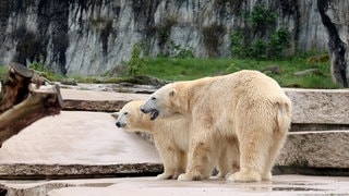 Nuka und Kap, die Eltern der beiden neugeborenenen Eisbärbabys, stehen gemeinsam auf der Außenanlage des Karlsruher Zoos.