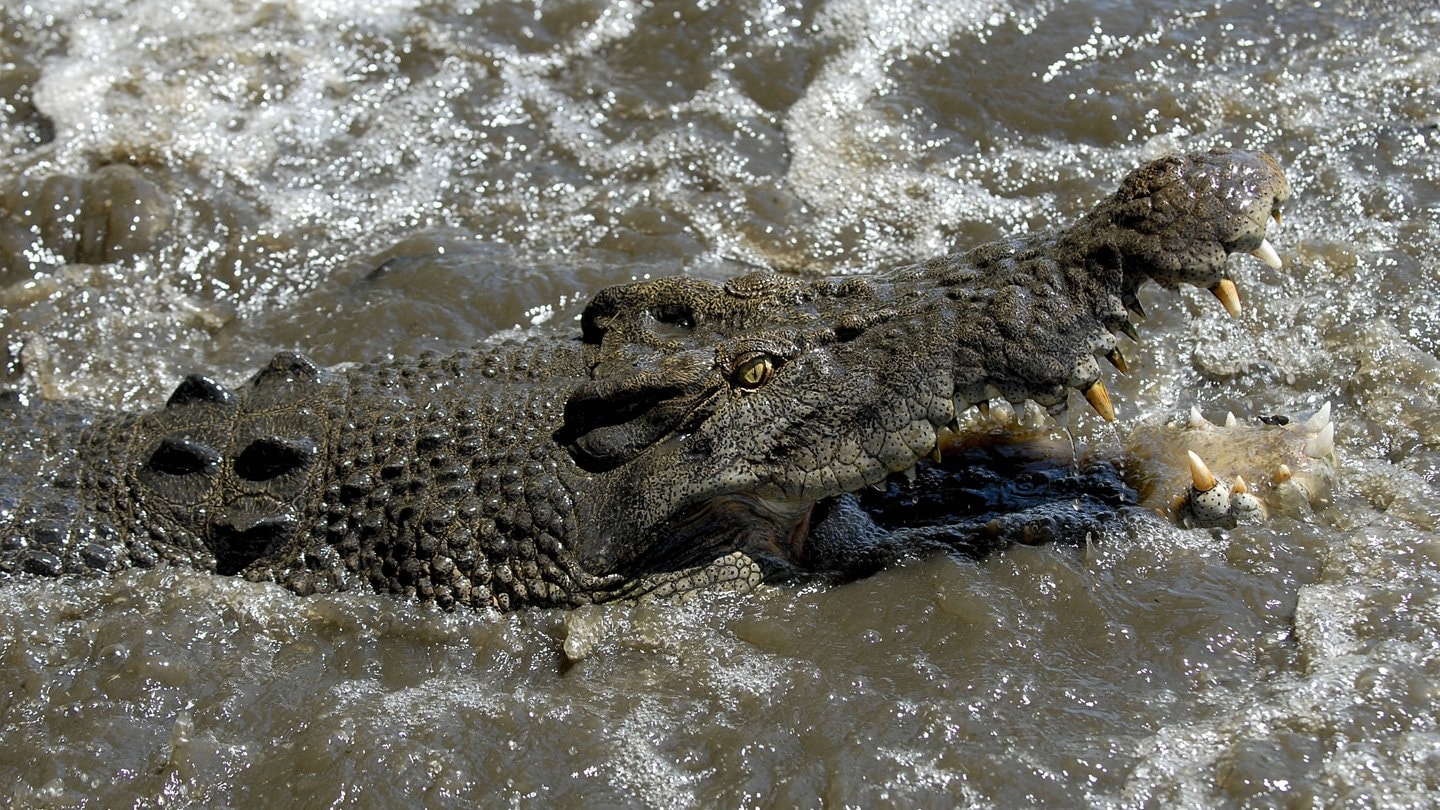 Australian Angler Missing: Two Crocodiles Suspected of Attack