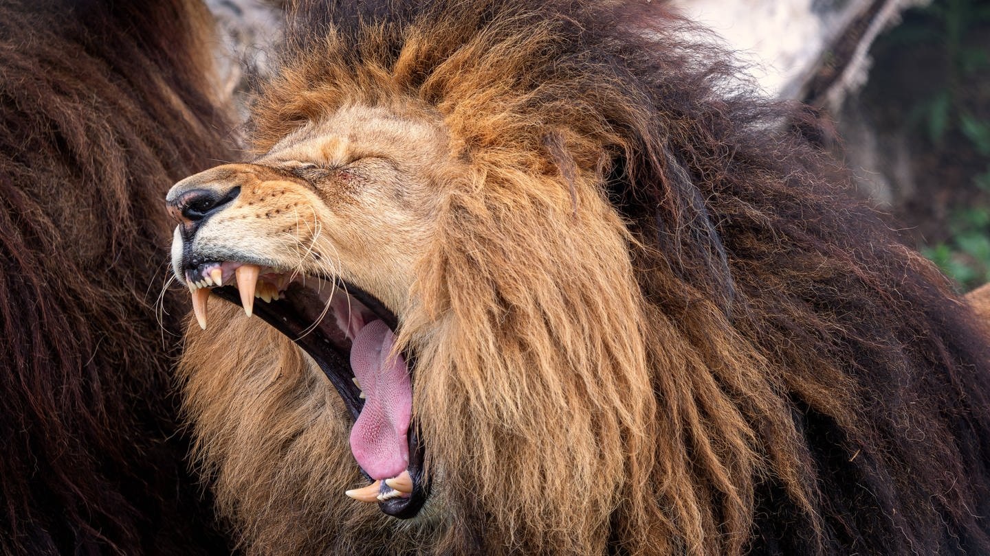 Come un leone da circo ha mandato in subbuglio una città italiana