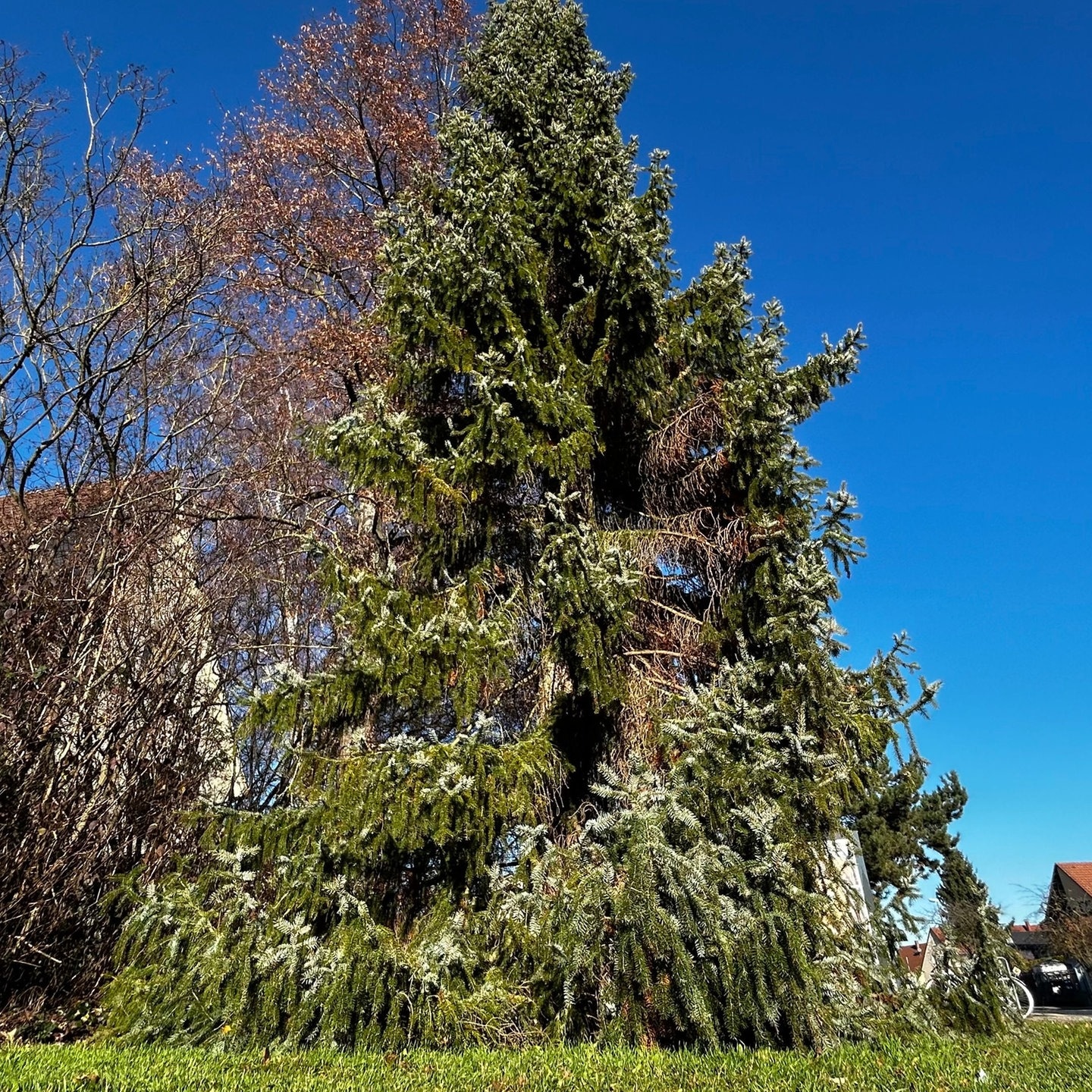 Wiblinger Weihnachtsbaum ist so hässlich, dass er wieder weg soll