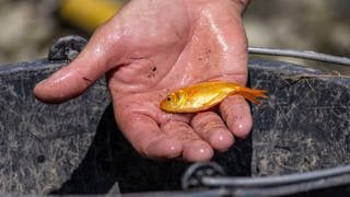 Archivbild: Ein kleiner Goldfisch liegt in einer Hand über einem Eimer.