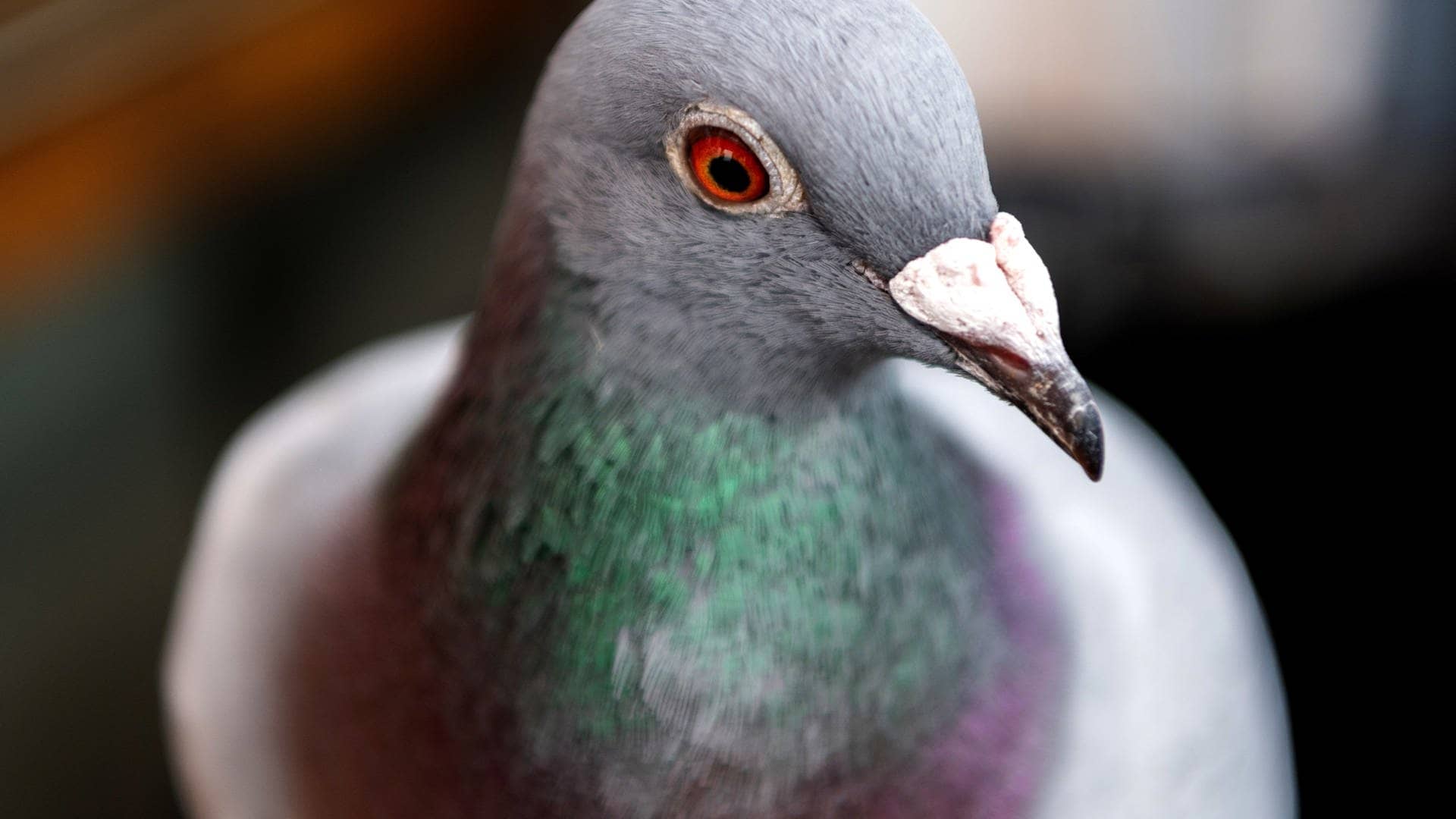 Hirnforscher: Tauben sind schlauer als man denkt
