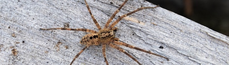 Nosferatu-Spinne Breitet Sich In Deutschland Weiter Aus