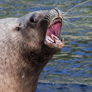 Ein Seelöwe brüllt am Strand im nördlichen Pazifik.