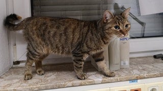 Katze Lucky inspiziert die Polizeiinspektion in Garbsen