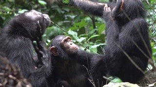 Schimpansen sitzen in Afrika zusammen