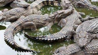 Symbolbild Krokodile
