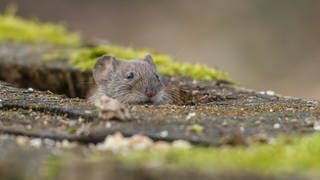 Eine graue Maus guckt aus einem Erdloch (Symbolbild)