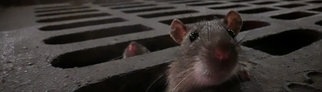 Eine braune Ratte zwängt sich durch eine schmale Öffnung im Abwasserkanal in einer Szene der Dokumentation «Das erstaunliche Leben der Ratten – Unterwegs in Rat City» (undatierte Filmszene).