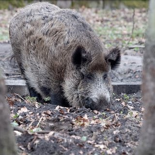 Wildschwein (Symbolbild) - In Mainz wurde ein Wildschwein in der Innenstadt erschossen.