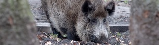 Wildschwein (Symbolbild) - In Mainz wurde ein Wildschwein in der Innenstadt erschossen.