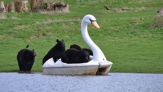 Schwarzbären sind im Safari-Park Woburn auf einem Schwan-Tretboot unterwegs