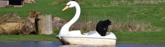 Schwarzbären sind im Safari-Park Woburn auf einem Schwan-Tretboot unterwegs