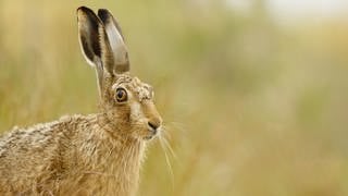 Ein Feldhase sitzt auf einer Wiese. Der Hintergrund ist unscharf. Es gibt wieder mehr Feldhasen in Deutschland, zeigt das aktuelle Monitoring des Deutschen Jagdverbandes.