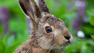 Junger Feldhase inmitten von Blumen und Grün. Es gibt wieder mehr Feldhasen in Deutschland, zeigt das aktuelle Monitoring des Deutschen Jagdverbandes.