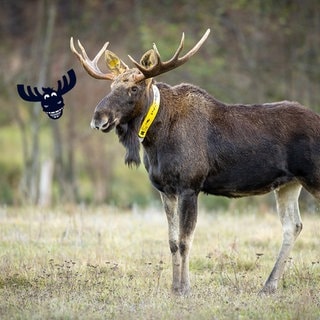 Collage: Ein Elch steht auf einer Wiese. Das Elch-Logo von SWR3 ist auf das Bild montiert.