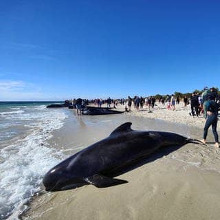 Massenstrandung von Grindwalen in Toby's Inlet in Westaustralien.