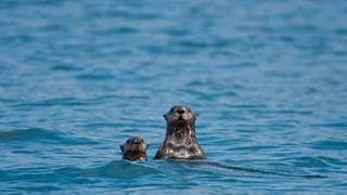 Zwei Seeotter strecken den Kopf aus dem Wasser.