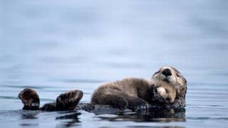 Eine Seeotter-Mama schwimmt im Meer. Auf ihrem Bauch liegt ein neugeborenes Otter-Baby.