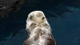 Ein Seeotter tribt auf Wasser mit geschlossenen Augen.