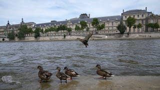 Enten sitzen auf einem Steg an der Seine in Paris, mit einem Flügel des Louvre-Museums im Hintergrund.
