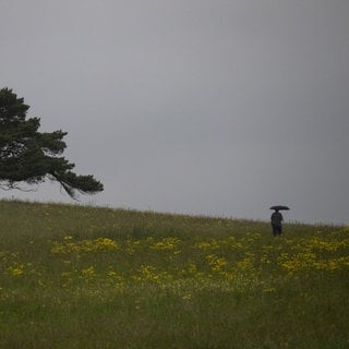 Eine Person läuft mit einem Regenschirm über eine gelb blühende Wiese in Baden-Württemberg, auf der ein Baum steht. 