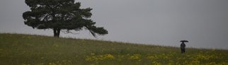 Eine Person läuft mit einem Regenschirm über eine gelb blühende Wiese in Baden-Württemberg, auf der ein Baum steht. 