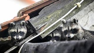 Drei junge Waschbären schauen unter einem Dach hervor.