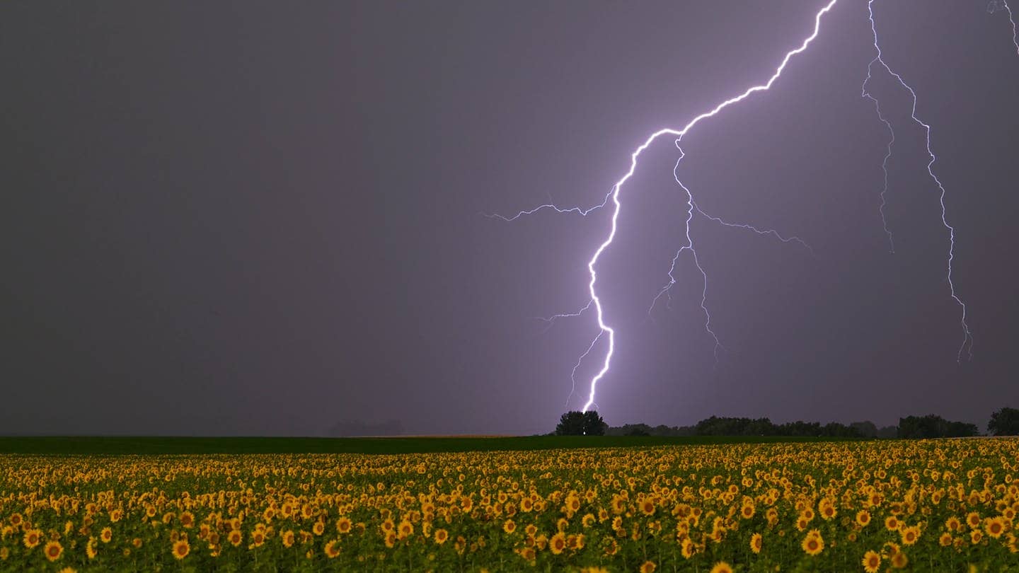 Ein Blitz schlägt bei einem blühenden Sonnenblumenfeld ein.