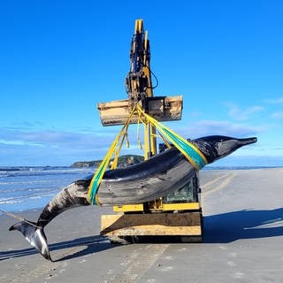 Ein toter Bahamonde-Schnabelwal, der in Neuseeland an einem Strand in der Region Otago an Land gespült wurde, wird von einem Bagger weggebracht.