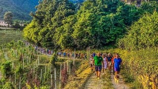 Luciano Fregonese, Bürgermeister von Valdobbiadene (Italien), läuft mit einer Gruppe seiner Bürger durch die Weinberge seiner Gemeinde.