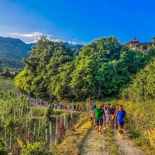 Luciano Fregonese, Bürgermeister von Valdobbiadene (Italien), läuft mit einer Gruppe seiner Bürger durch die Weinberge seiner Gemeinde.