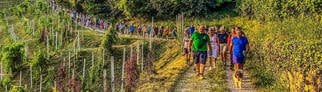 Luciano Fregonese, Bürgermeister von Valdobbiadene (Italien), läuft mit einer Gruppe seiner Bürger durch die Weinberge seiner Gemeinde.