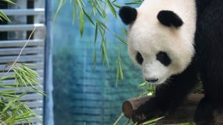 Panda-Weibchen Meng Meng hat im Berliner Zoo wieder Panda-Zwillinge zur Welt gebracht.